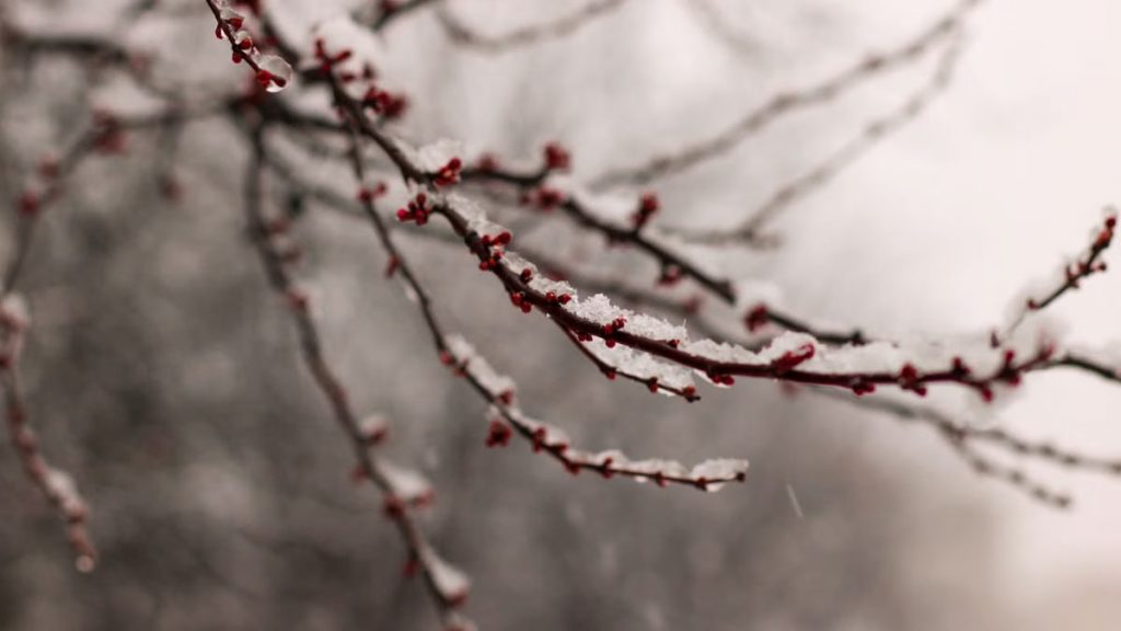 Close-up of snow-covered branches with a blurred winter forest background.